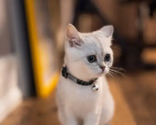 300 Nomes Mais Comuns para Gato Macho, clínica veterinária 24h
