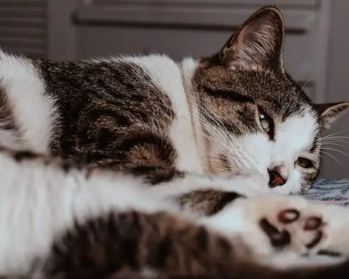 fiv em gatos: Entenda tudo sobre, clínica veterinária 24h