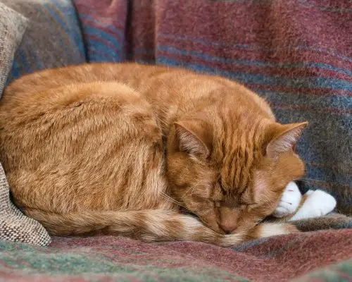 FeLV em Gatos: Entenda Tudo Sobre a Leucemia Felina, clínica veterinária 24h