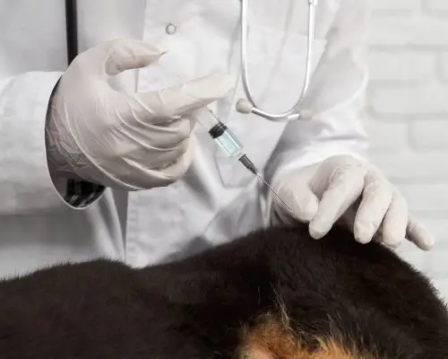 Vacina antirrábica: quando aplicar? clínica veterinária 24h