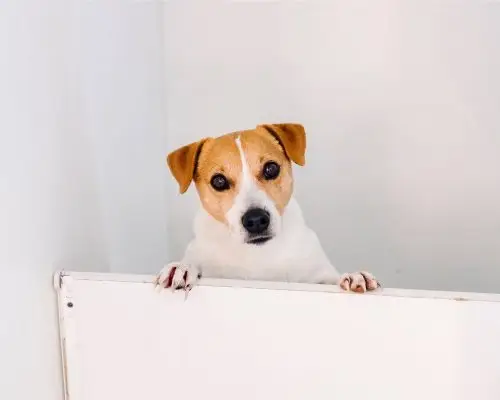 Meu cachorro arranha a porta quando saio: é ansiedade? clínica veterinária 24h