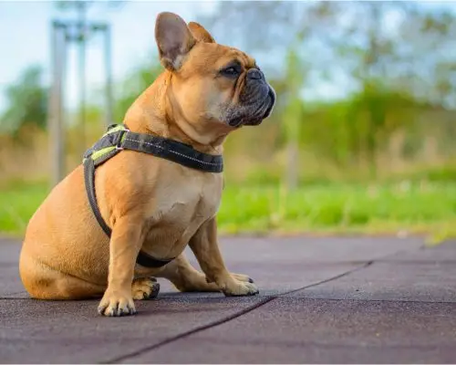 O que significa quando o cachorro se arrasta no chão? clínica veterinária 24h