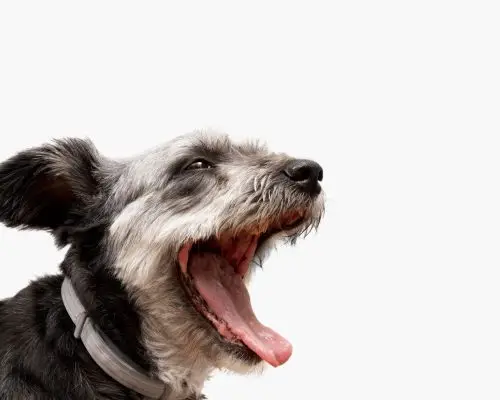 Meu pet tem bafo forte: o que pode ser? clínica veterinária 24h