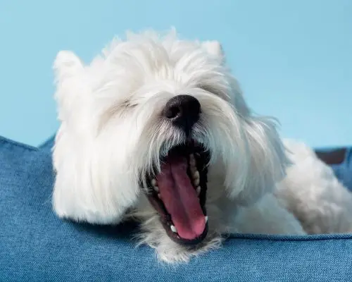 Cachorro boceja muito: O que pode ser, clínica veterinária 24h