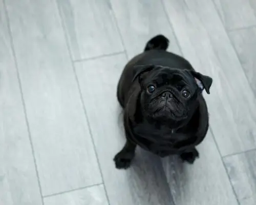 Animais braquicefálicos têm mais risco cardíaco? clínica veterinária 24h