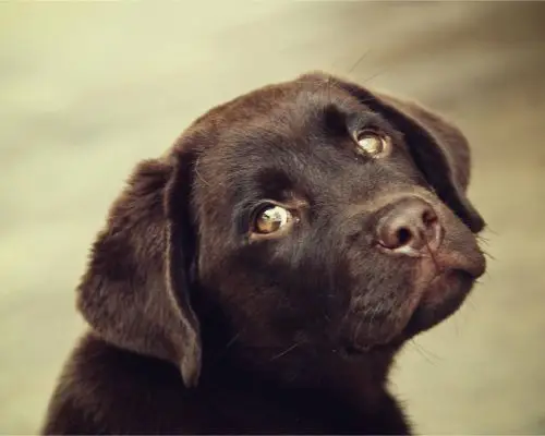 Por que meu cachorro está com a cabeça torta? clínica veterinária 24h