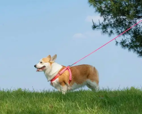 Gravidez psicologica em cachorra: Como identificar, clínica veterinária 24h