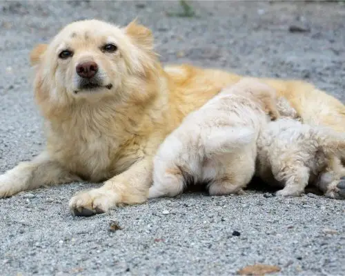 Cachorra grávida: Quanto tempo dura? clínica veterinária 24h