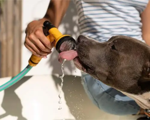 Meu cachorro está bebendo muita água: pode ser problema no rim? clínica veterinária 24h