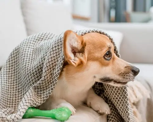 Cachorro com febre: como identificar e o que fazer? clínica veterinária 24h