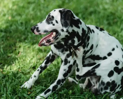 O que fazer se meu cachorro estiver com pulgas? clínica veterinária 24h