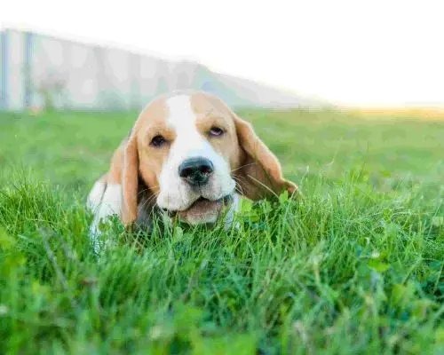 Cachorro comendo grama: Por que eles fazem isso?, clínica veterinária 24h