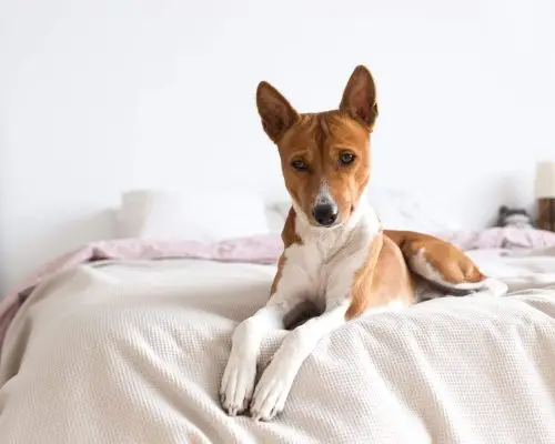 Cachorro de Apartamento Precisa Vacinar? Sim, Veja o Porquê! clínica veterinária 24h