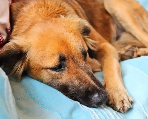 Como saber se meu cachorro está com dor? clínica veterinária 24h