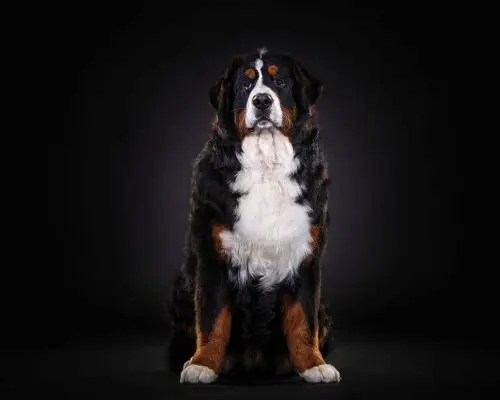 Cachorro Grande: Cuidados com as Articulações, clínica veterinária 24h
