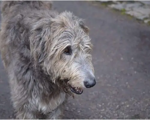 Cachorro idoso: cuidados essenciais para a saúde, clínica veterinária 24h
