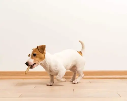 Por que meu cachorro está mancando do nada? clínica veterinária 24h