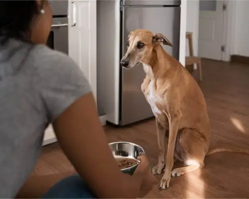 Meu cachorro não quer comer ração, e agora? clínica veterinária 24h