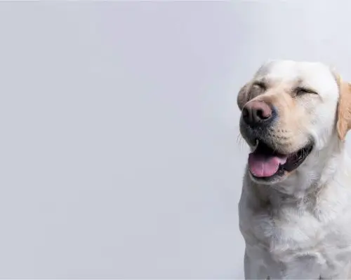Meu cachorro está piscando demais: é sinal de dor? clínica veterinária 24h
