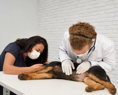 Quando levar o cachorro no veterinário urgente? clínica veterinária 24h