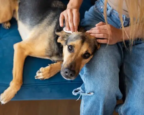 Como tirar carrapato do cachorro com segurança? clínica veterinária 24h
