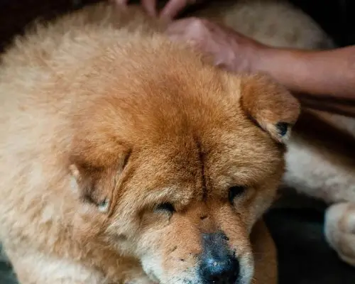 Como identificar a doença do carrapato? clínica veterinária 24h
