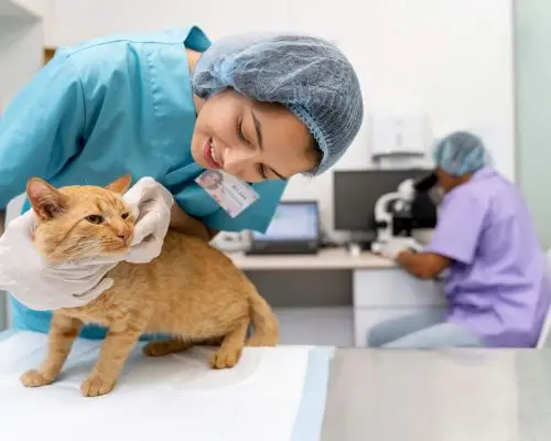 Check up de gato. Quando fazer? clínica veterinária 24h