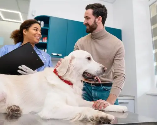 check up de cachorro: quando fazer? clínica veterinária 24h