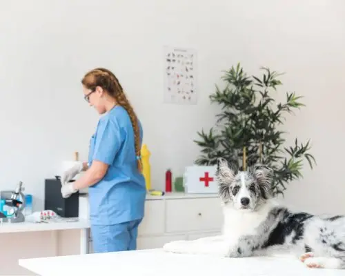 Check-up de Cachorro: Quando Fazer e Por Que É Importante, clínica veterinária 24h