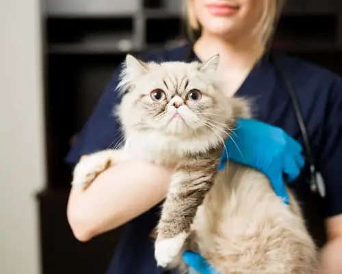 Check-up de Gato: Quando Fazer e Por Que É Essencial, clínica veterinária 24h