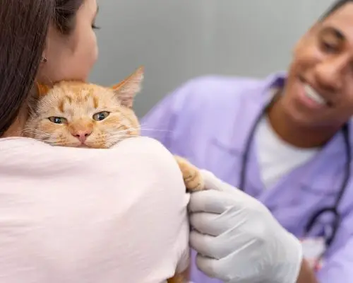 Microchip em pets: vale a pena?