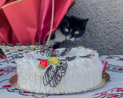Chocolate para gatos: Quais os riscos? clínica veterinária 24h