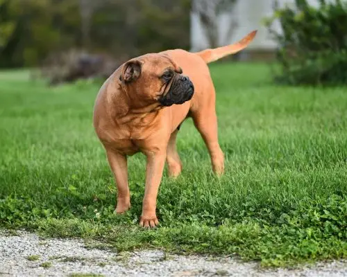 Meu cachorro está andando em círculos: pode ser neurológico? clínica veterinária 24h