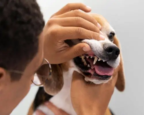 Dentista veterinário em urgências: quando procurar, clínica veterinária 24h