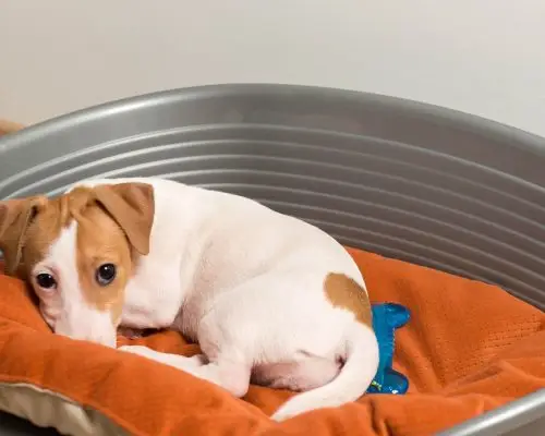 Cistite em pets: como aliviar os sintomas? clínica veterinária 24h