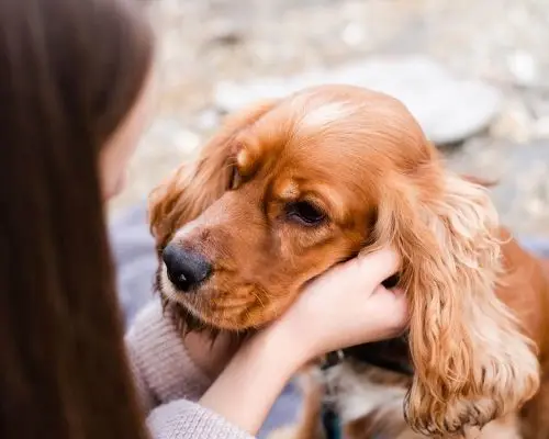 Coceira na orelha do pet: pode ser otite? clínica veterinária 24h