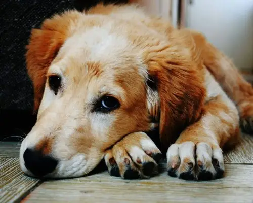 Hérnia de disco em cães: tem cura? clínica veterinária 24h