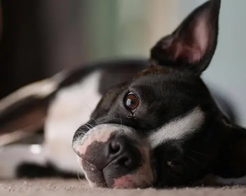 Alterações de comportamento súbitas: quando procurar um neuro? clínica veterinária 24h