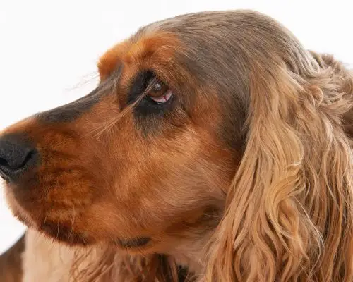 Úlcera de córnea em pets: como identificar e tratar? clínica veterinária 24h
