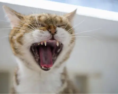 Como escovar os dentes do gato sem estresse? clínica veterinária 24h