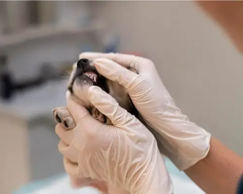 Quando procurar um dentista veterinário? clínica veterinária 24h
