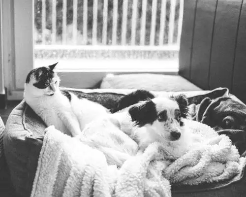 Depressão em cães e gatos: isso existe mesmo? clínica veterinária 24h