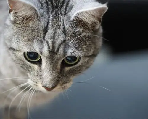 gato com diarreia: O que pode ser?