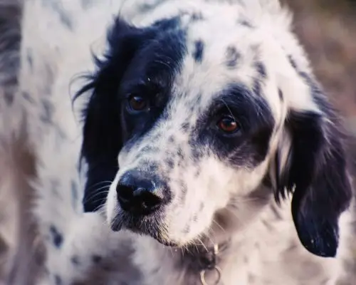 Cachorro com diarreia: O que pode ser? clínica veterinária 24h