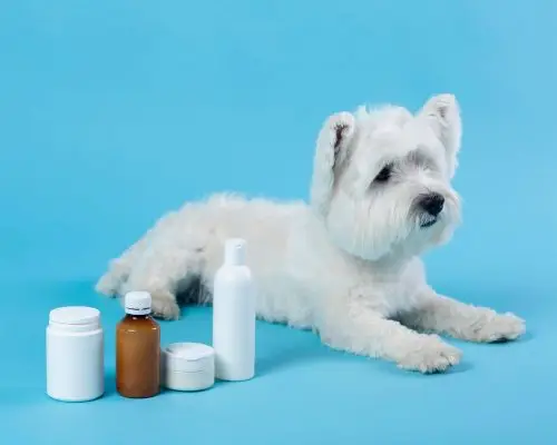 Posso dar dipirona para meu pet? clínica veterinária 24h