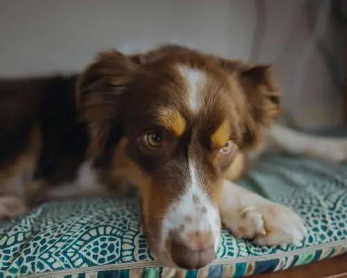 Doença renal crônica em cães: tem tratamento? clínica veterinária 24h