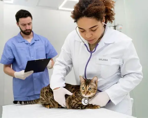 Doenças cardíacas em gatos: Como identificar e tratar, clínica veterinária 24h