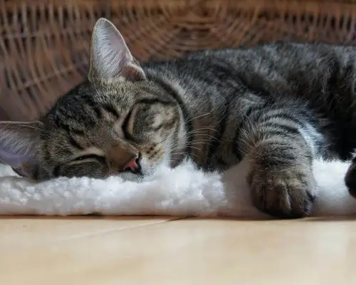 Meu gato dorme muito: o que pode ser? clínica veterinária 24h