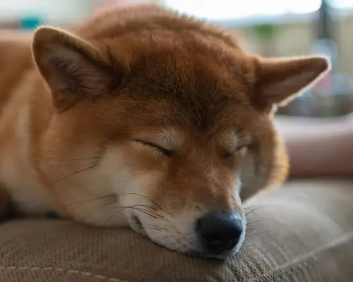 O que significa quando o cachorro respira muito rápido dormindo? clínica veterinária 24h