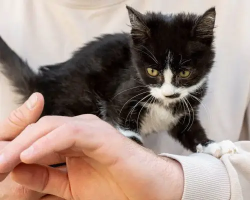 Quantas Doses de Vacina o Gato Filhote Precisa? Guia Completo, clínica veterinária 24h